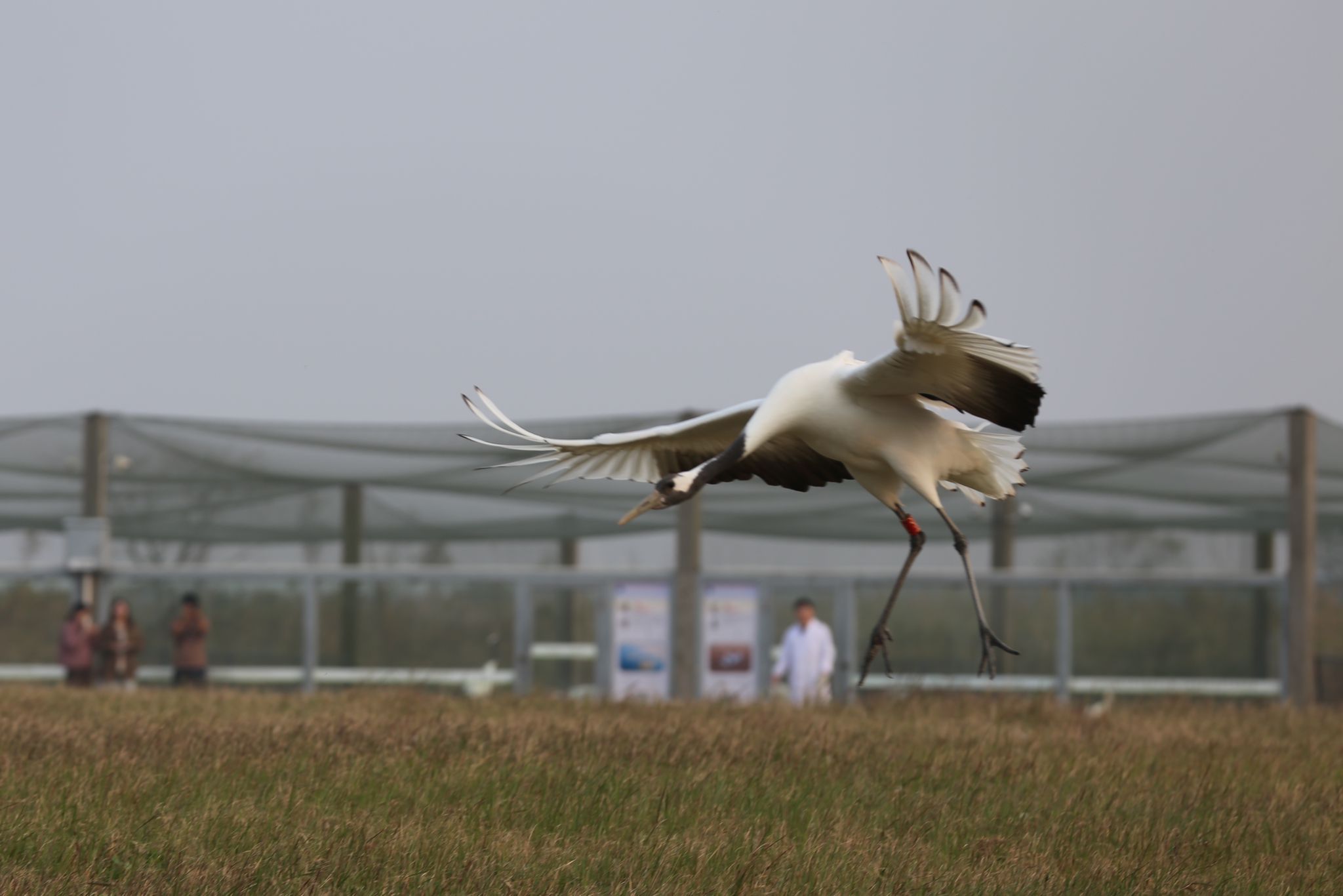 Huangjian Wetlands Crane