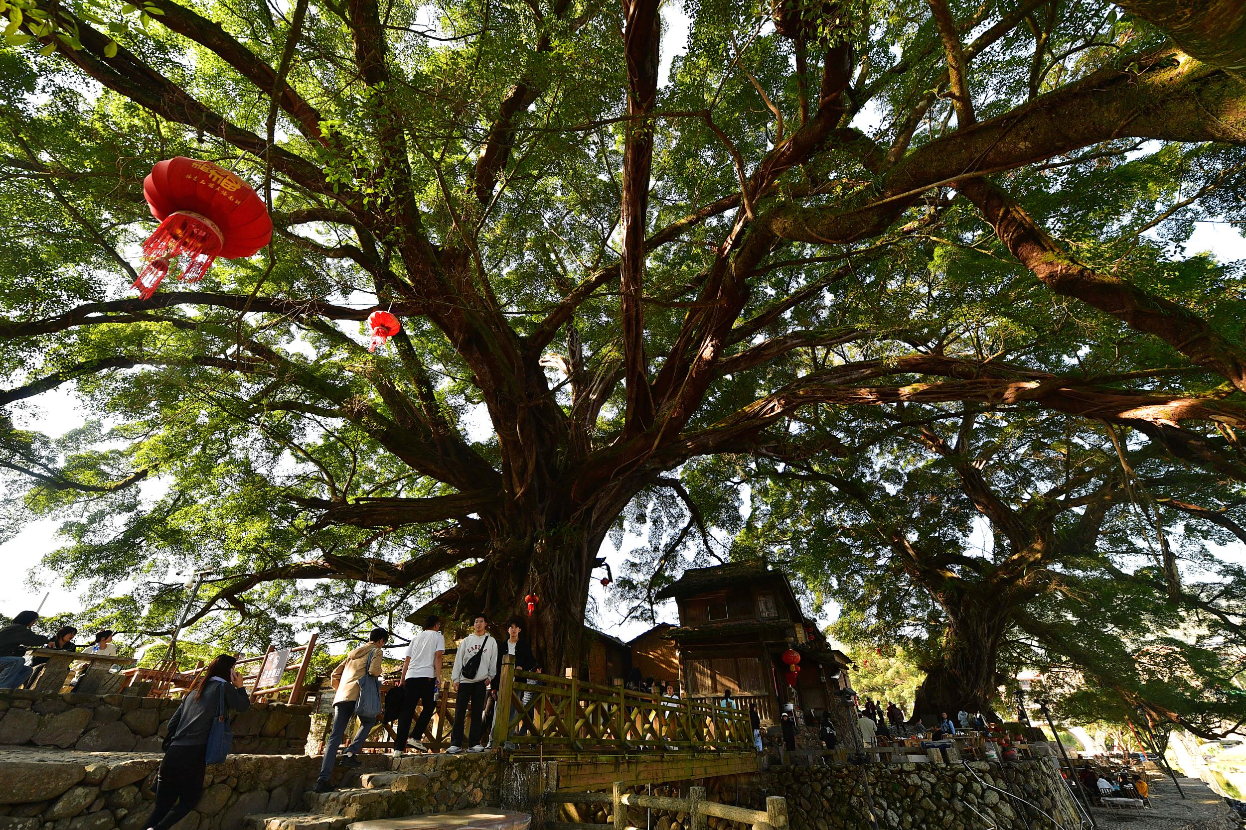 ancient banyan trees