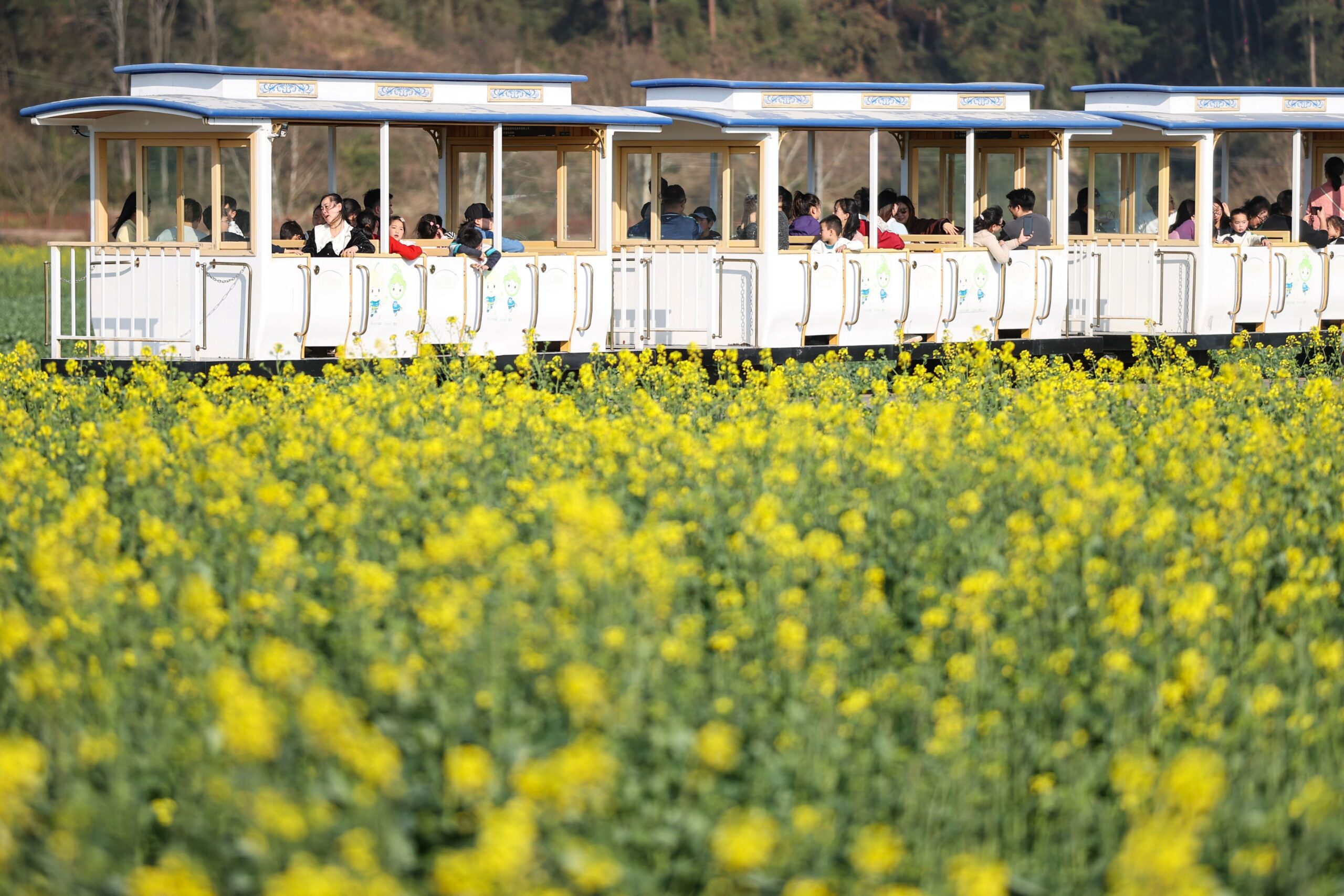 rapeseed flowers