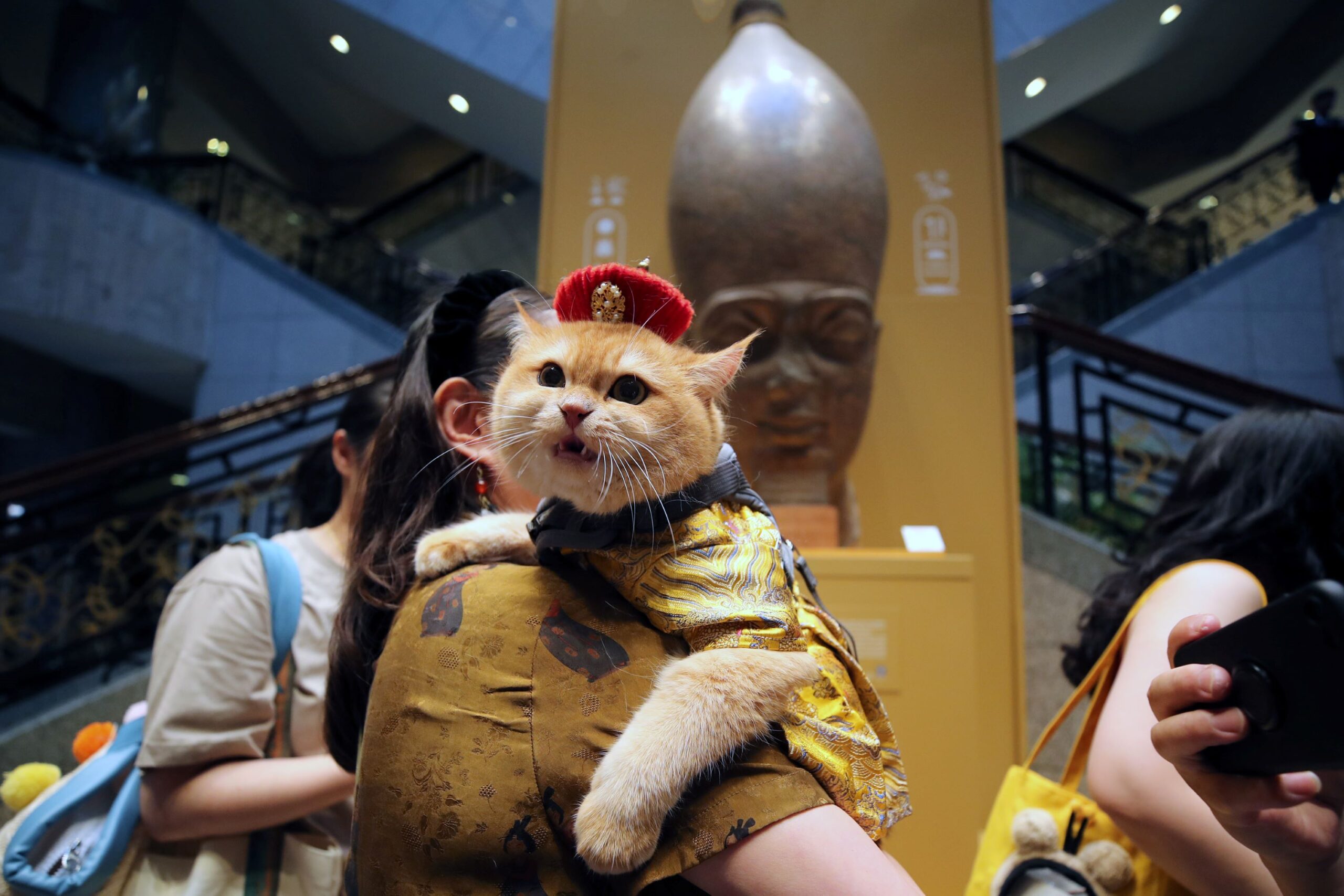 pet cat