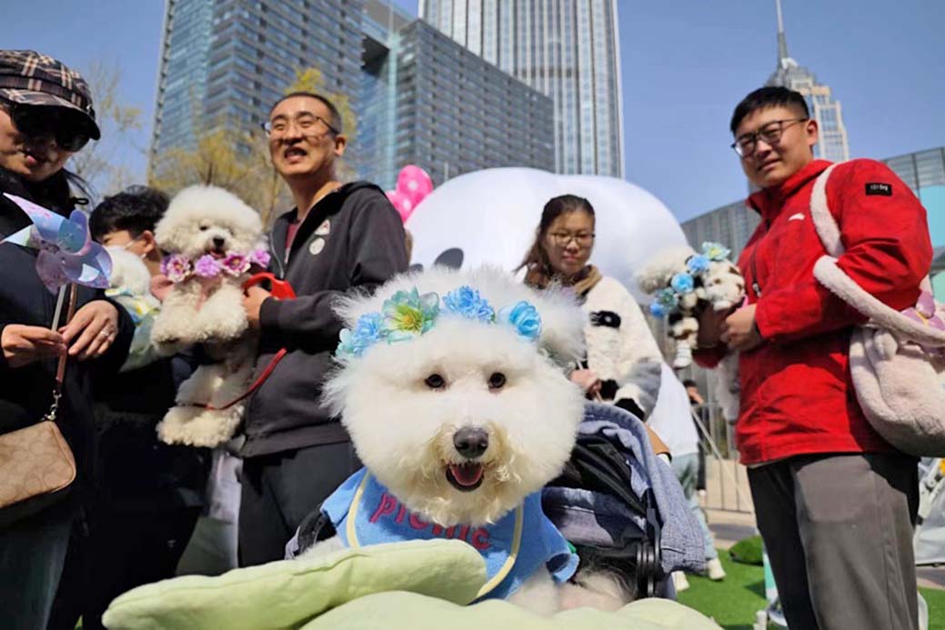 A pet dog wearing an ornate floral hairpin.