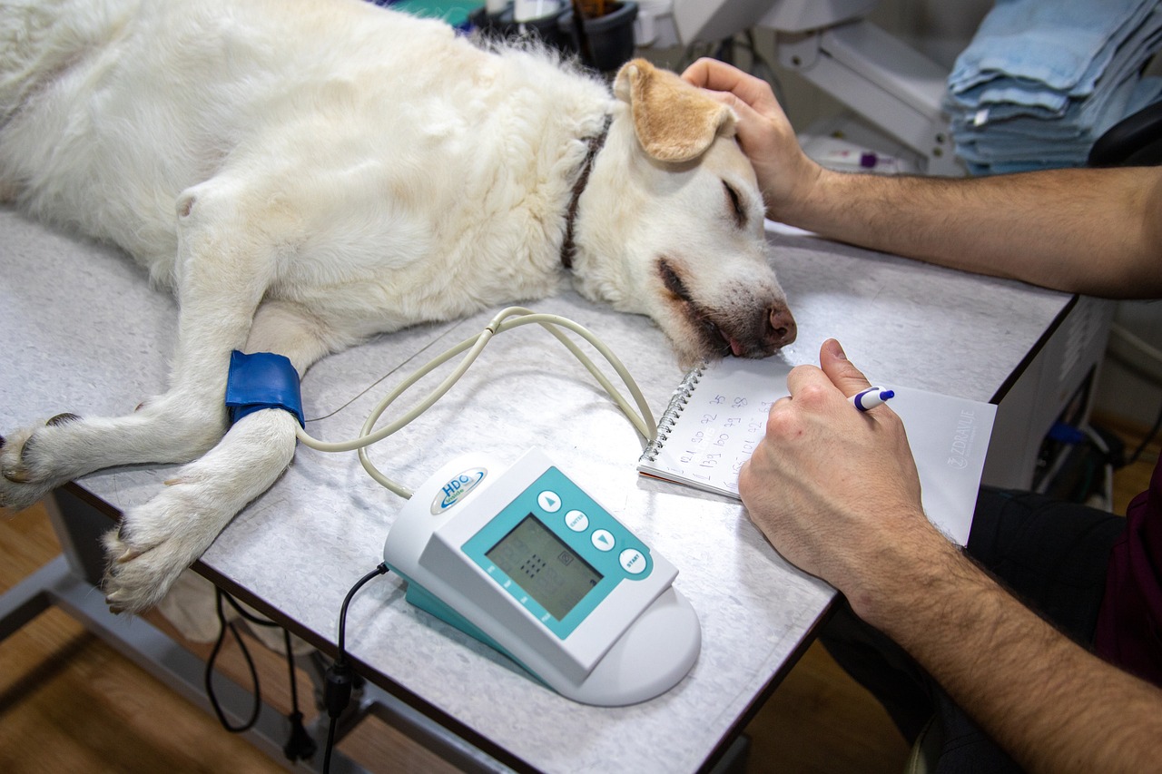 veterinary