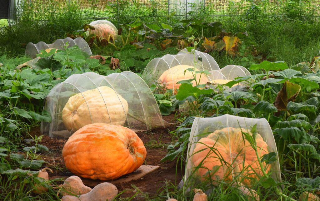 giant space pumpkins China