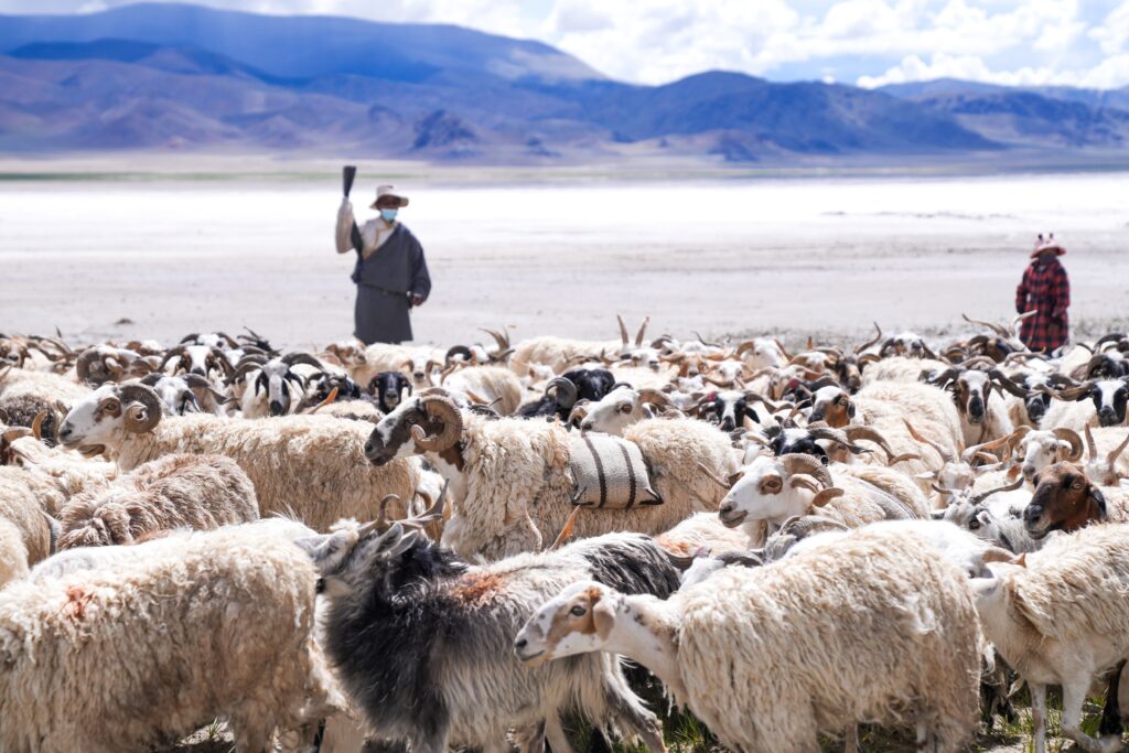 Salt and Sheep Route