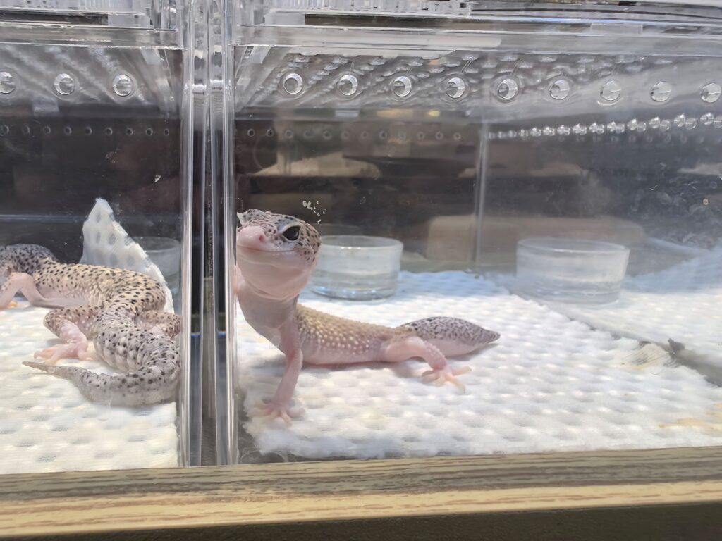 reptiles are popular in China