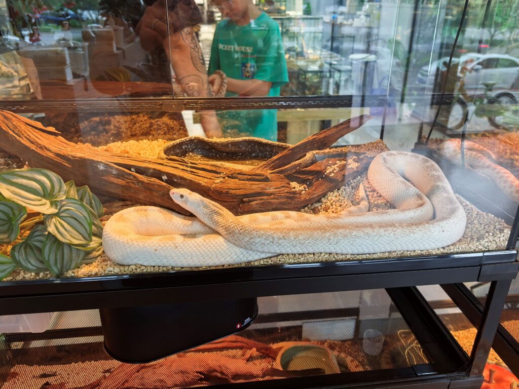 reptile pet China