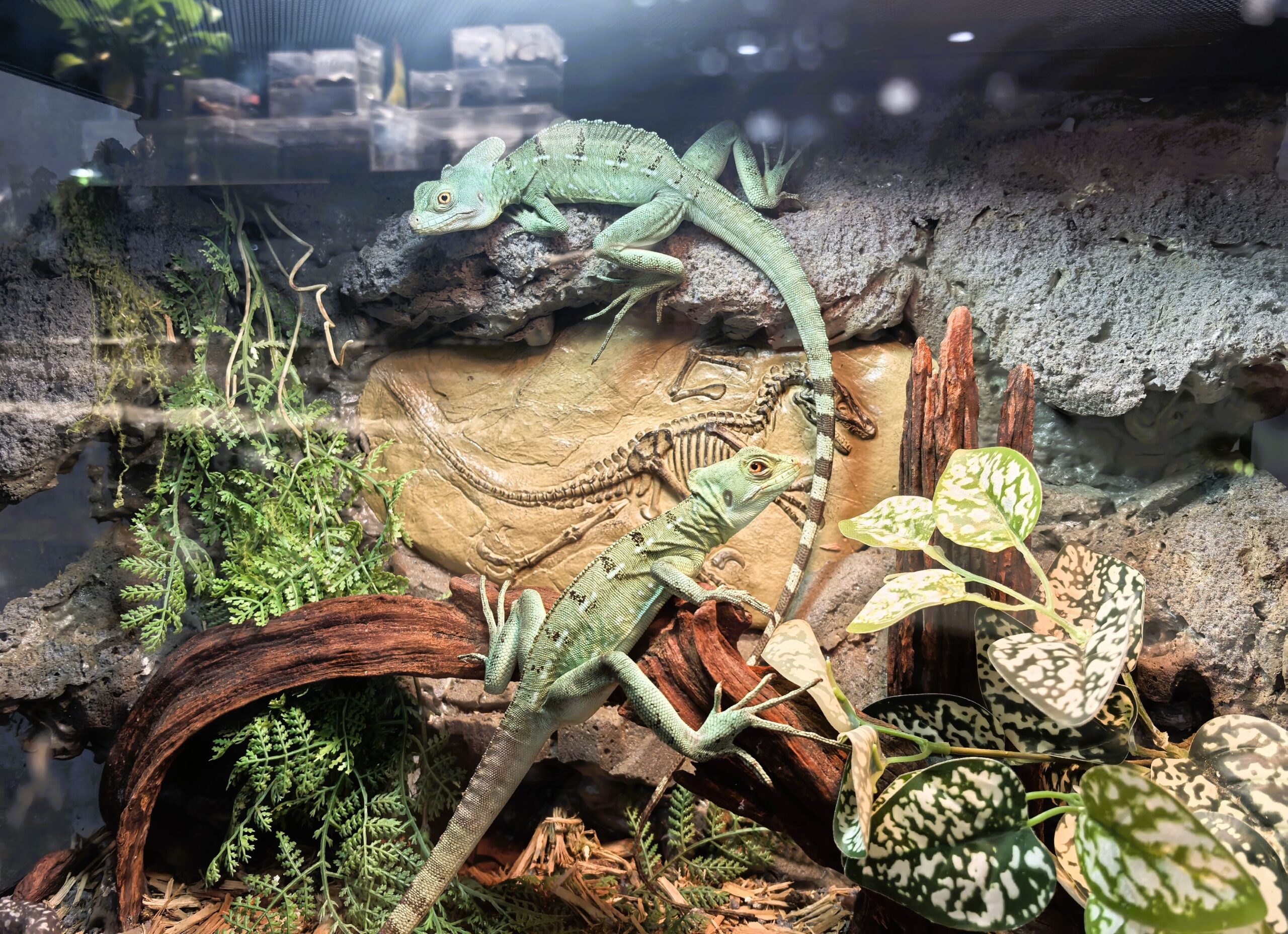 why reptiles are popular in China