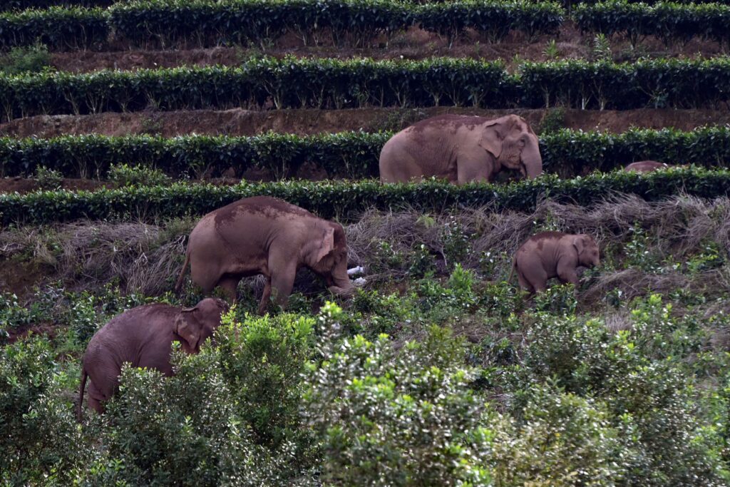 Wild Asian elephants