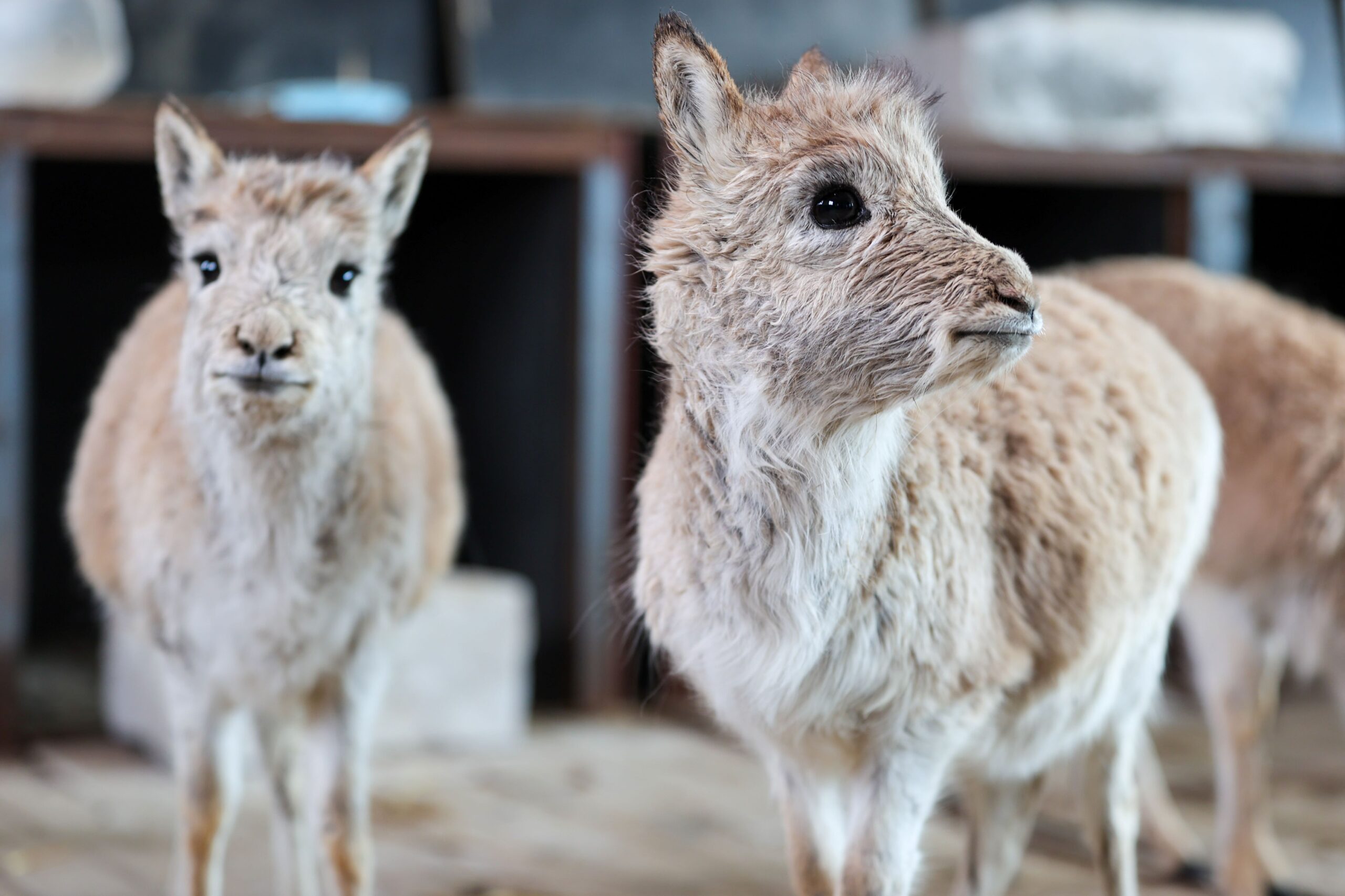 robot Tibetan antelope