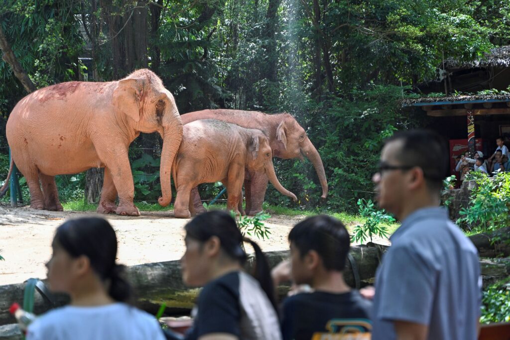 Wild Asian elephants in Yunnan