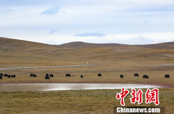 On 20 September 2025, yaks grazed along the shores of Lake Eling at the source of the Yellow River in Guoluo Tibetan Autonomous Prefecture, Qinghai Province. Credit: Ma Mingyan.