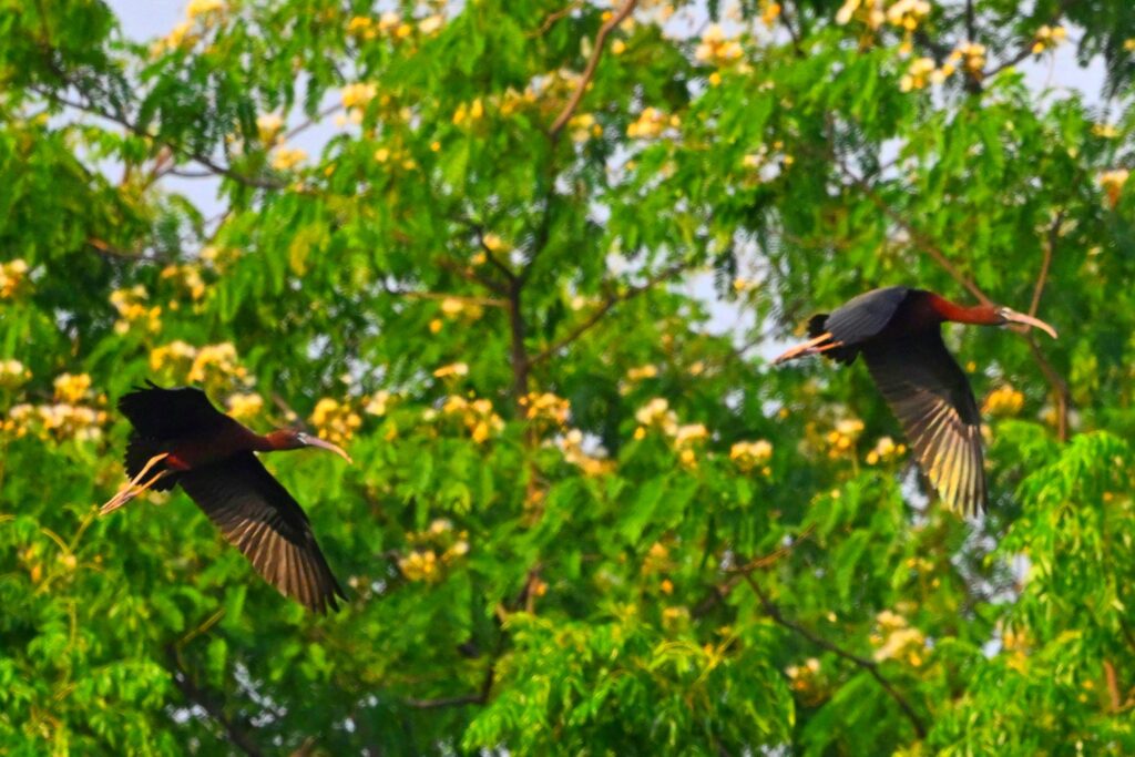 Poyang Lake National Nature Reserve