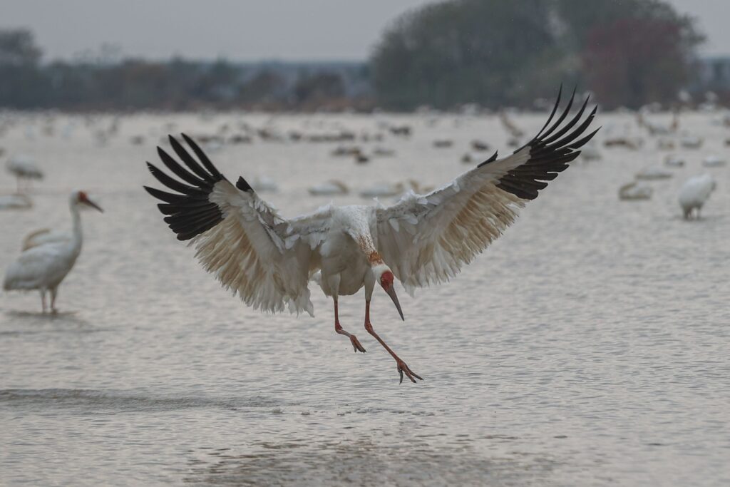 the Poyang Lake area