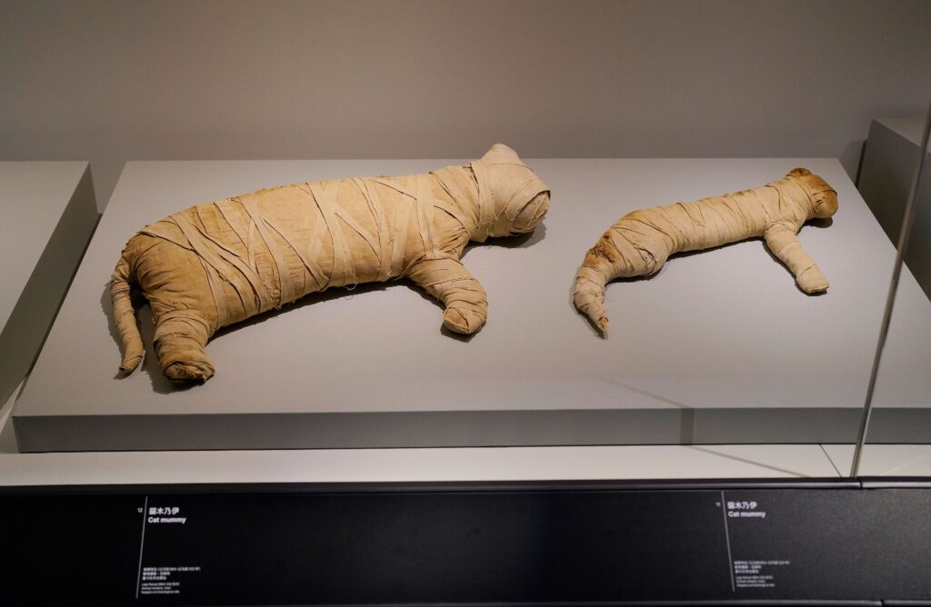 Cat mummy