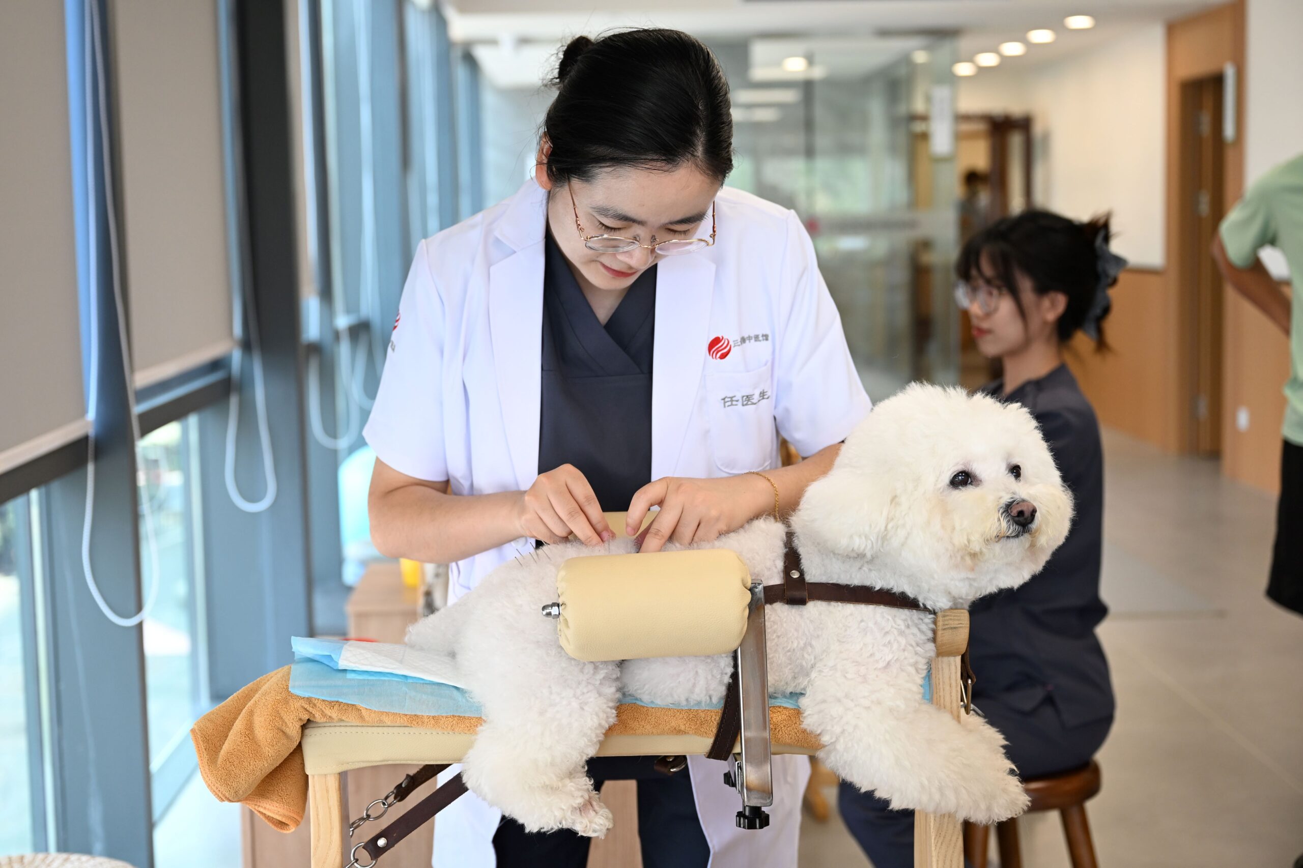 acupuncture and herbal therapy for pets in China