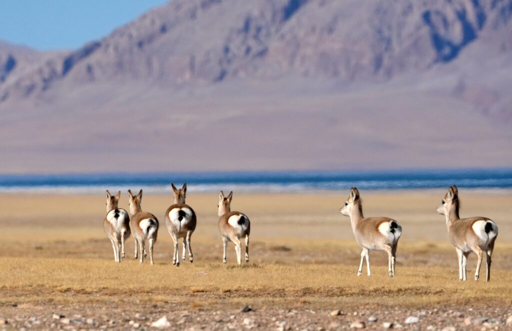 Tibetan antelope with heart-shaped tail mark