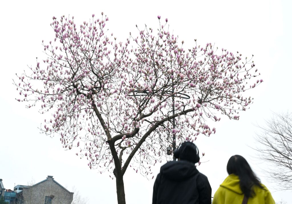 Heart-shaped magnolia tree