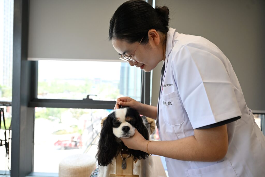 veterinary acupuncture for pets