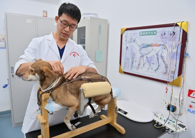 acupuncture for dogs and cats