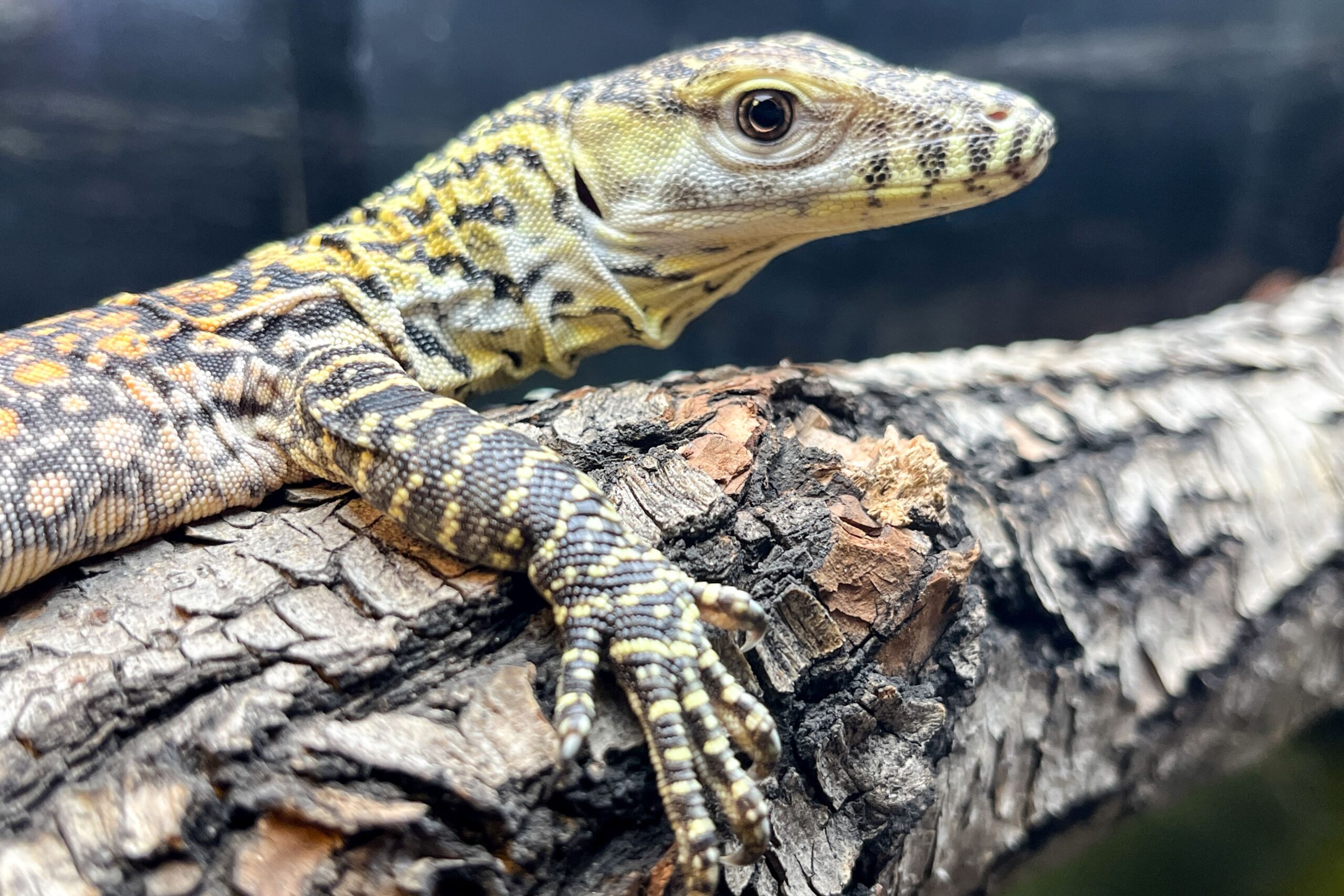 Komodo dragon parthenogenesis