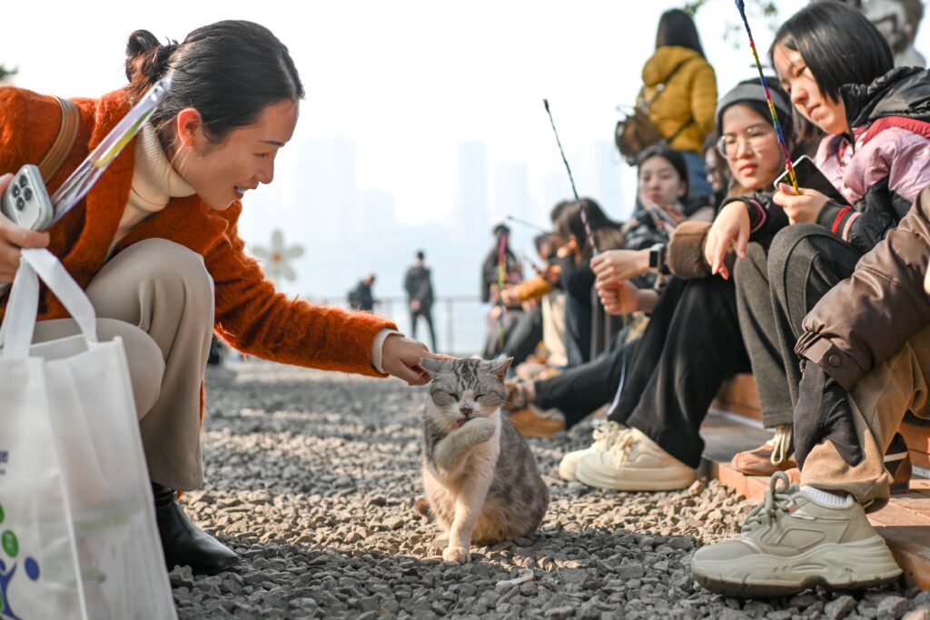 Cat adoption park China