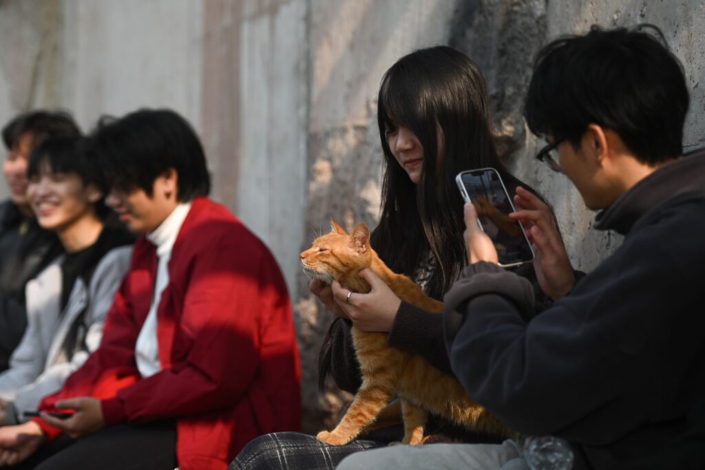 Cat-friendly attractions China