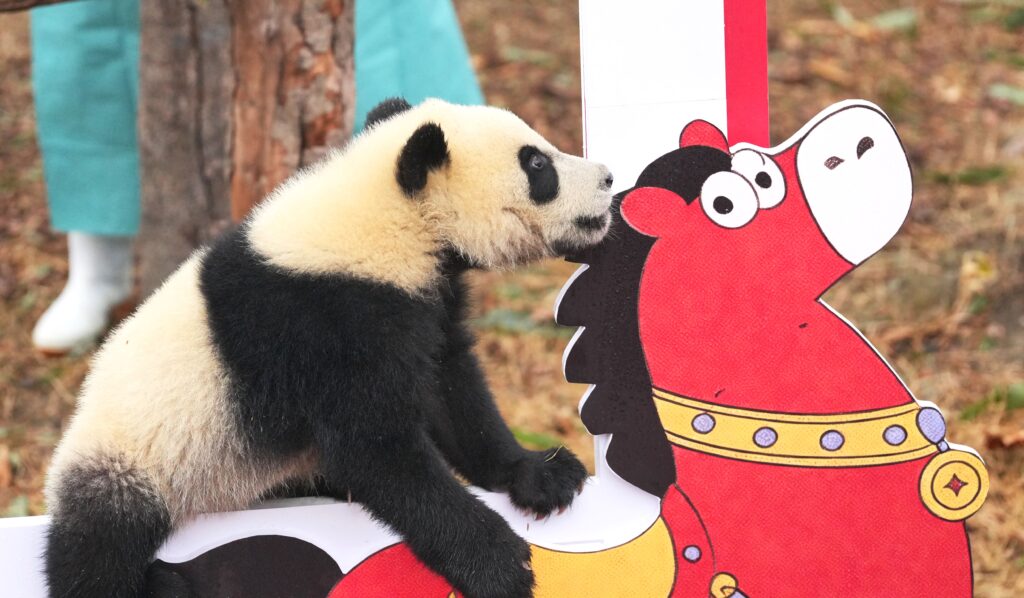 Chengdu Research Base of Giant Panda Breeding