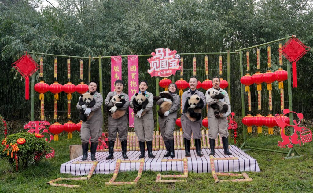 2025 newborn panda cub