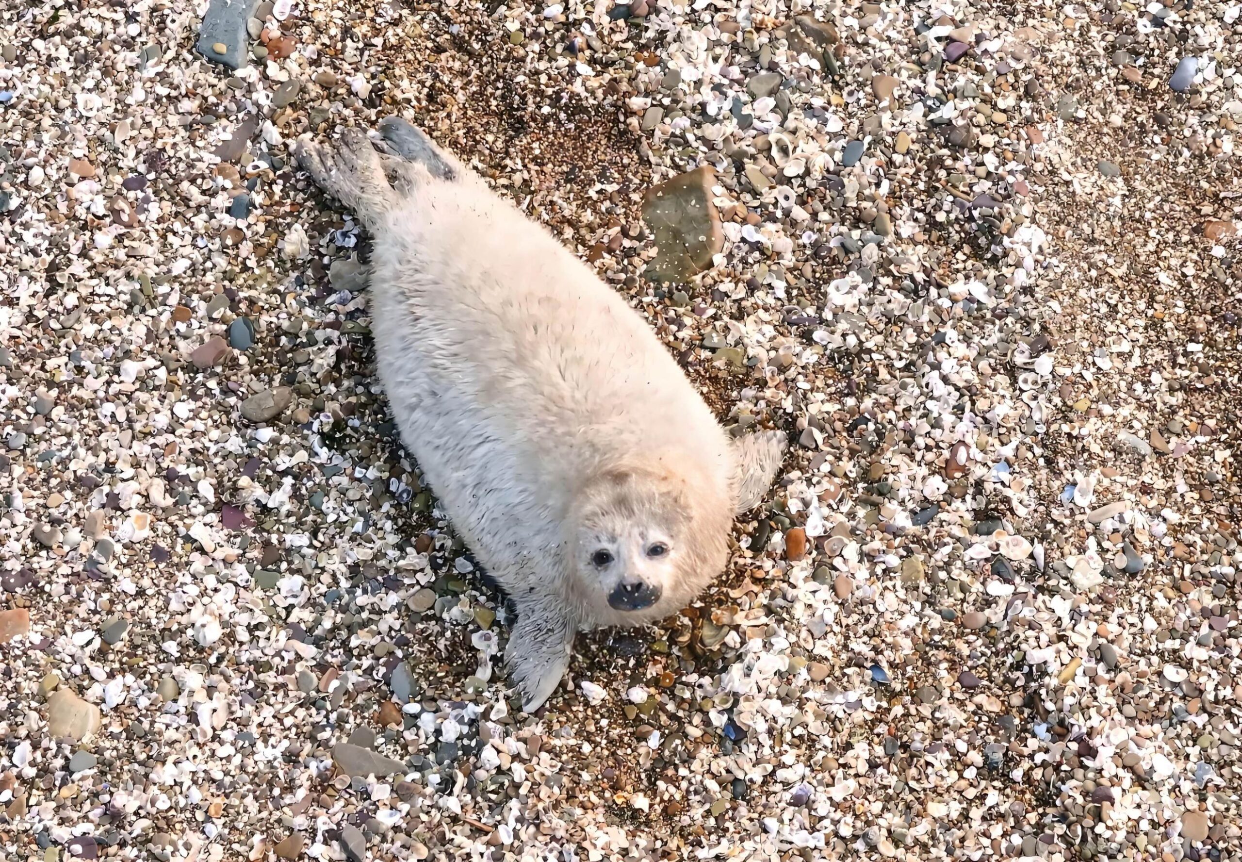Rare spotted seal pups
