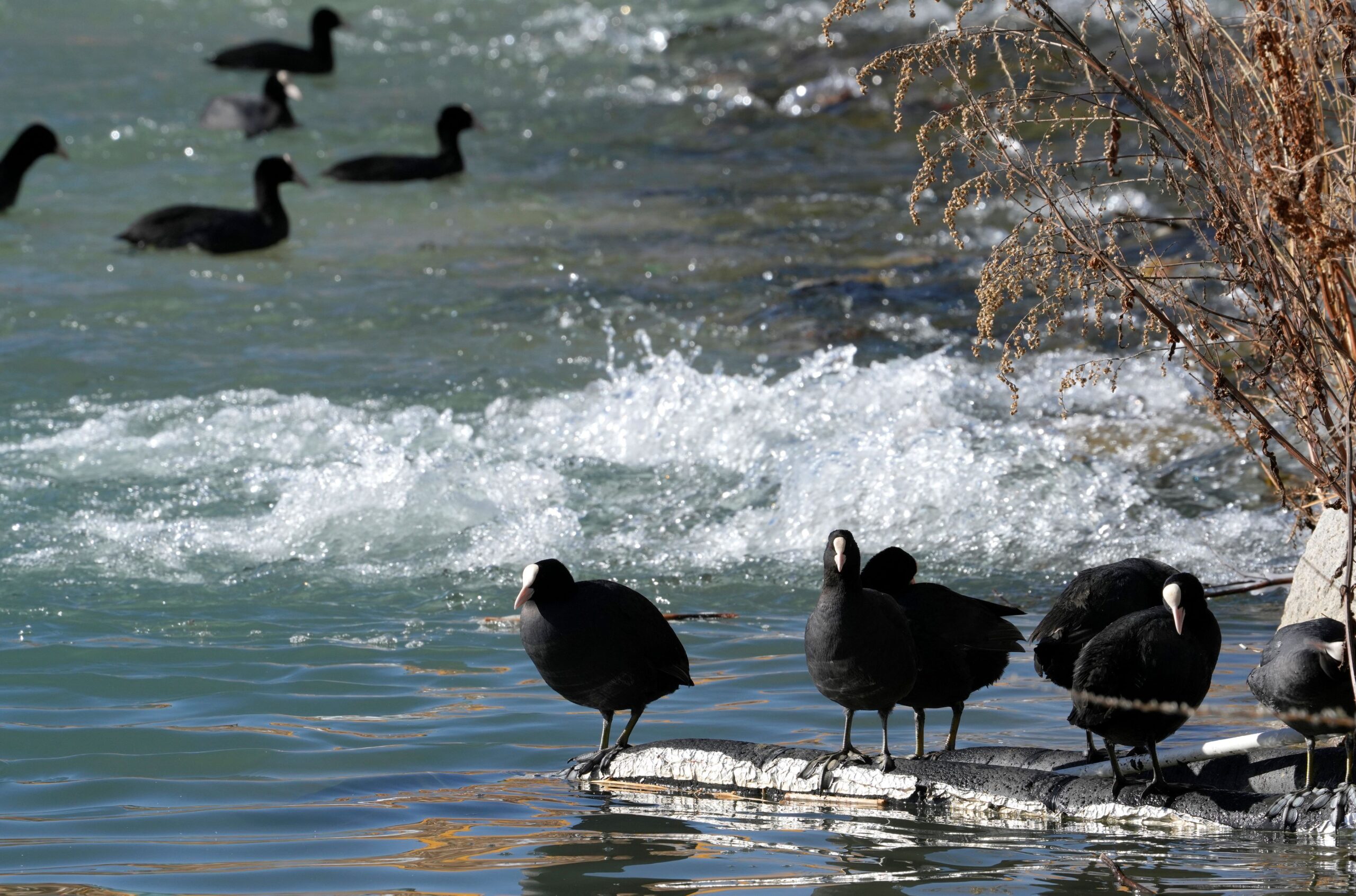China wetland protection