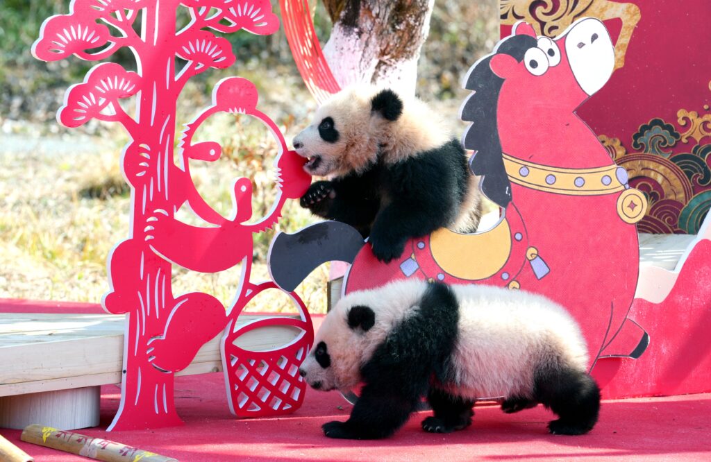 Wolong Shenshuping Base of the China Conservation and Research Center