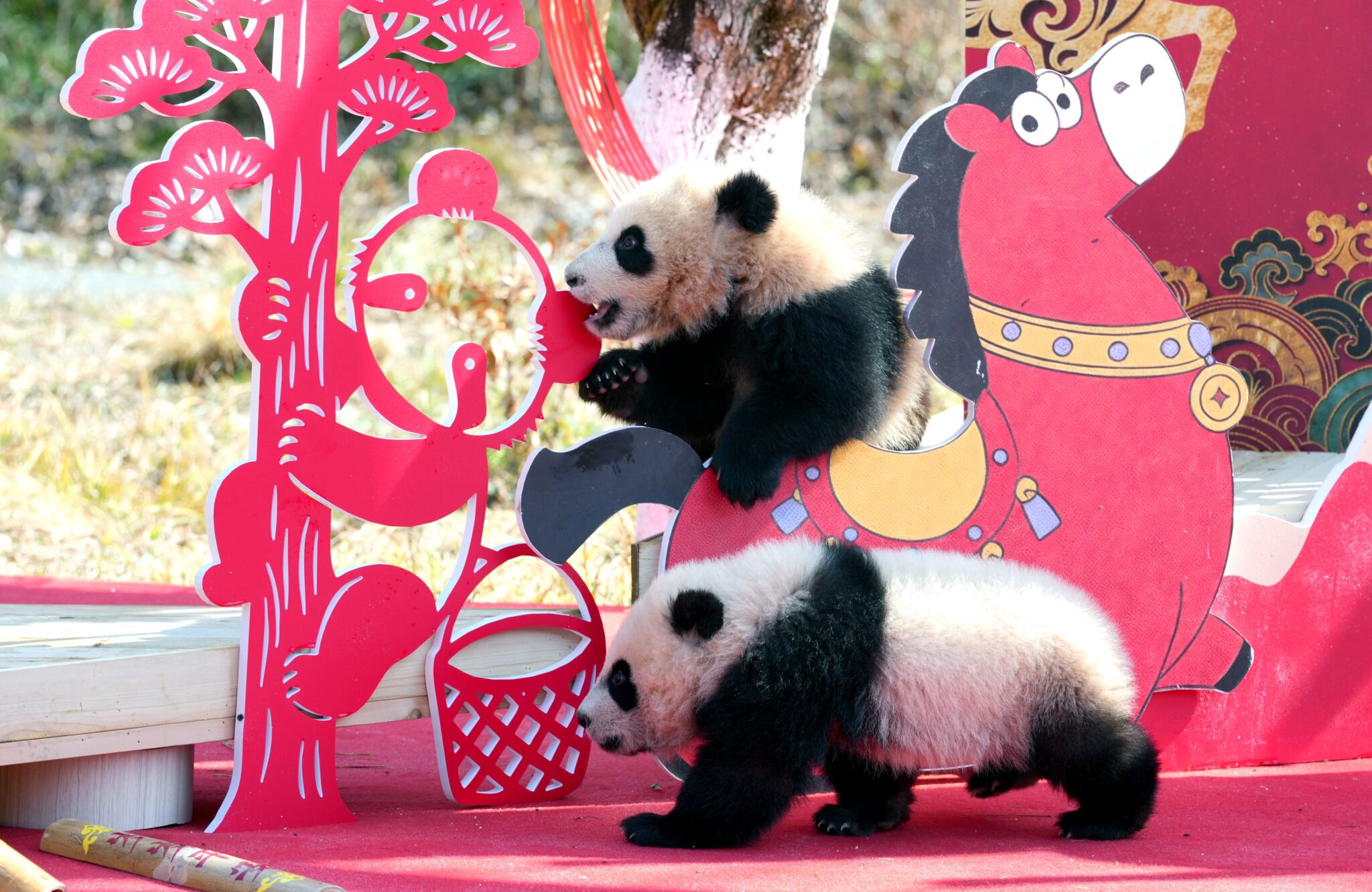 Meet 30 Adorable Newborn Pandas Ringing in the Lunar New Year - CHINA ...