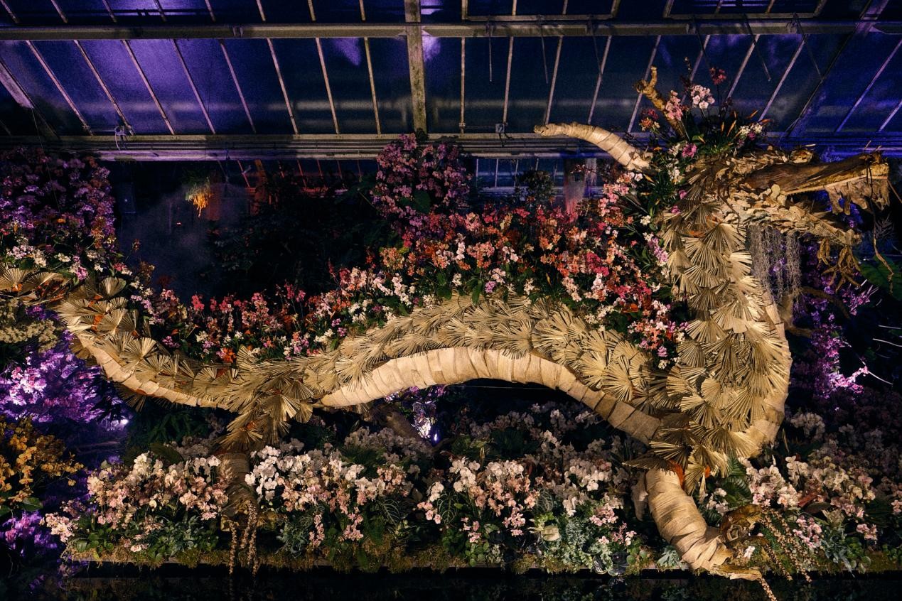 A dragon-shaped installation made of orchids and plants inside the conservatory