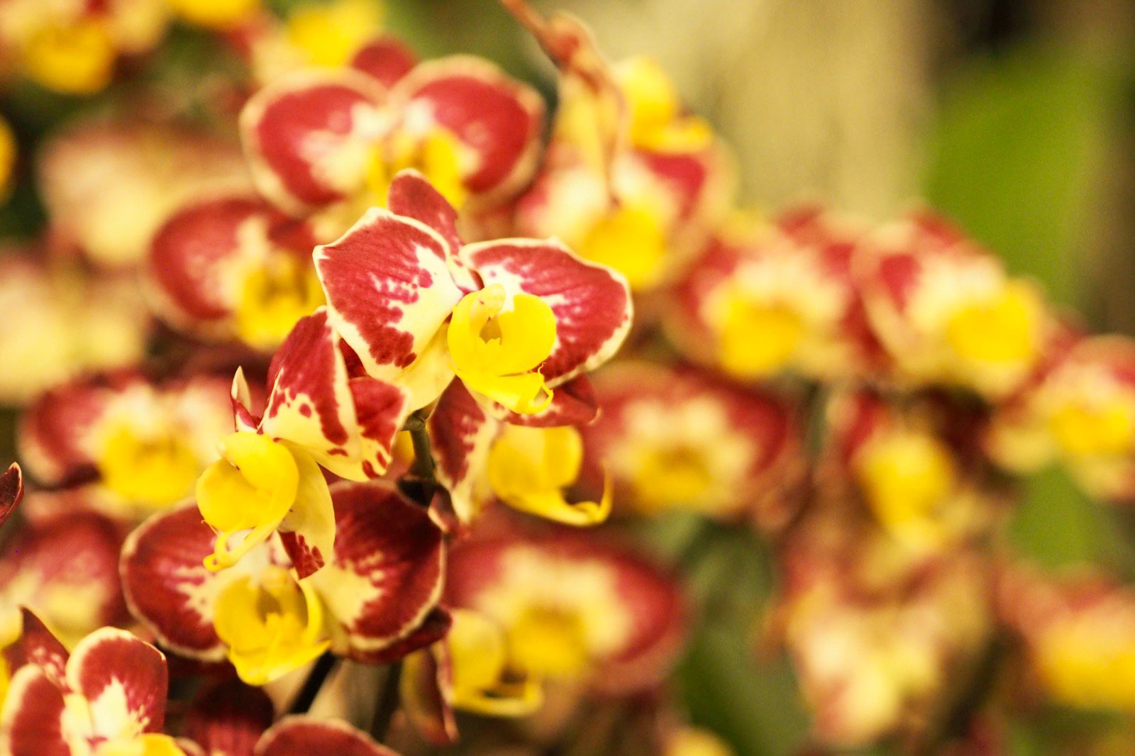 Orchid After Hours 1