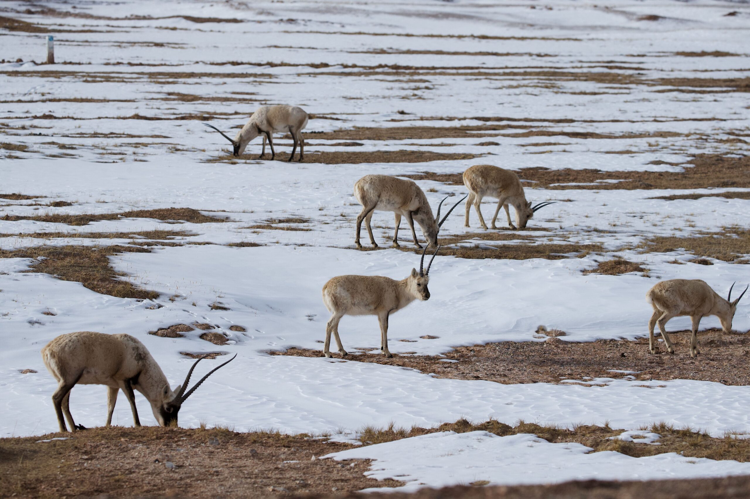 Tibetan antelope