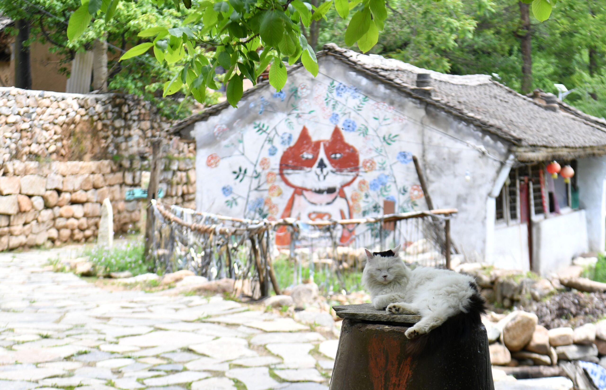 cat village in China