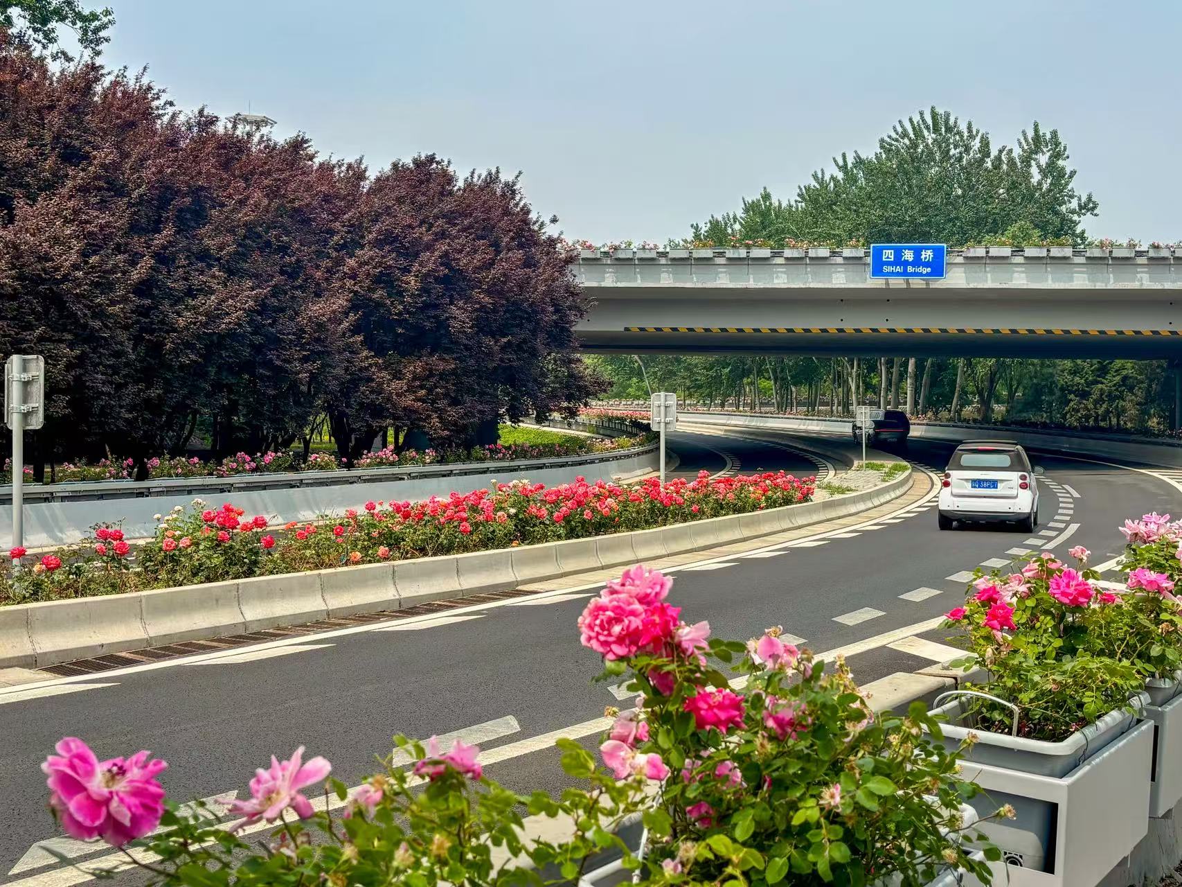 Beijing rose corridor
