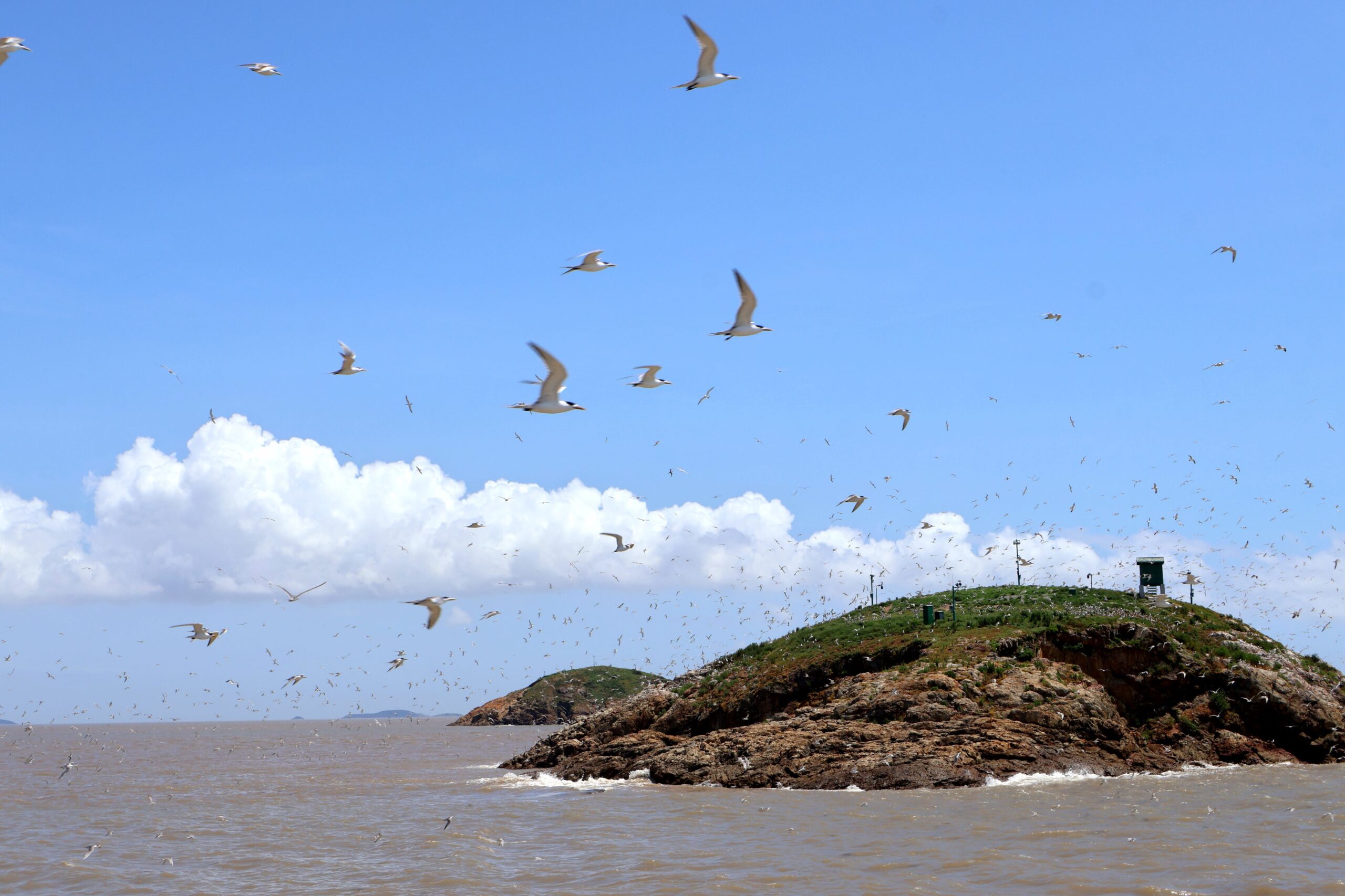 Chinese crested tern