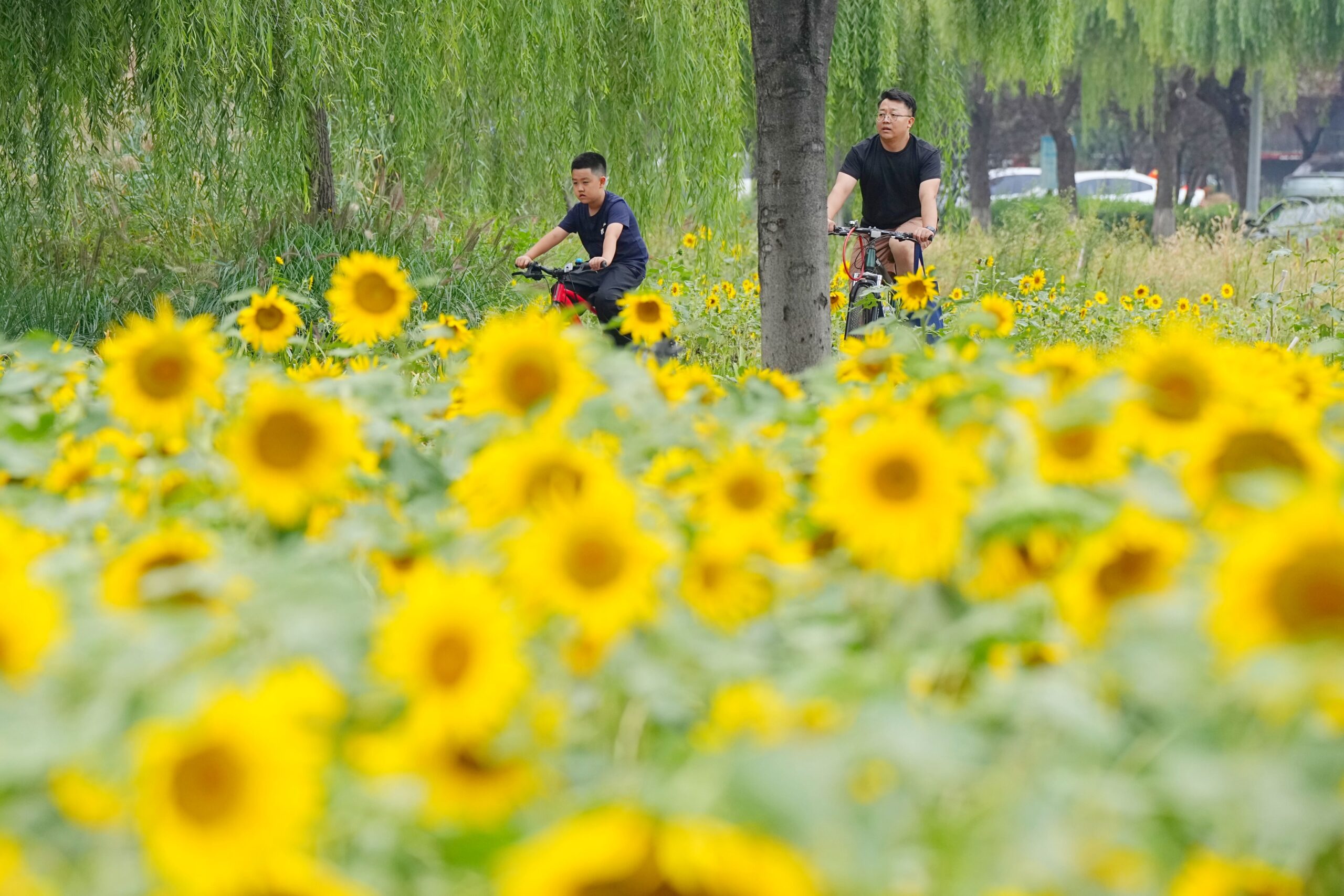 China’s green mobility