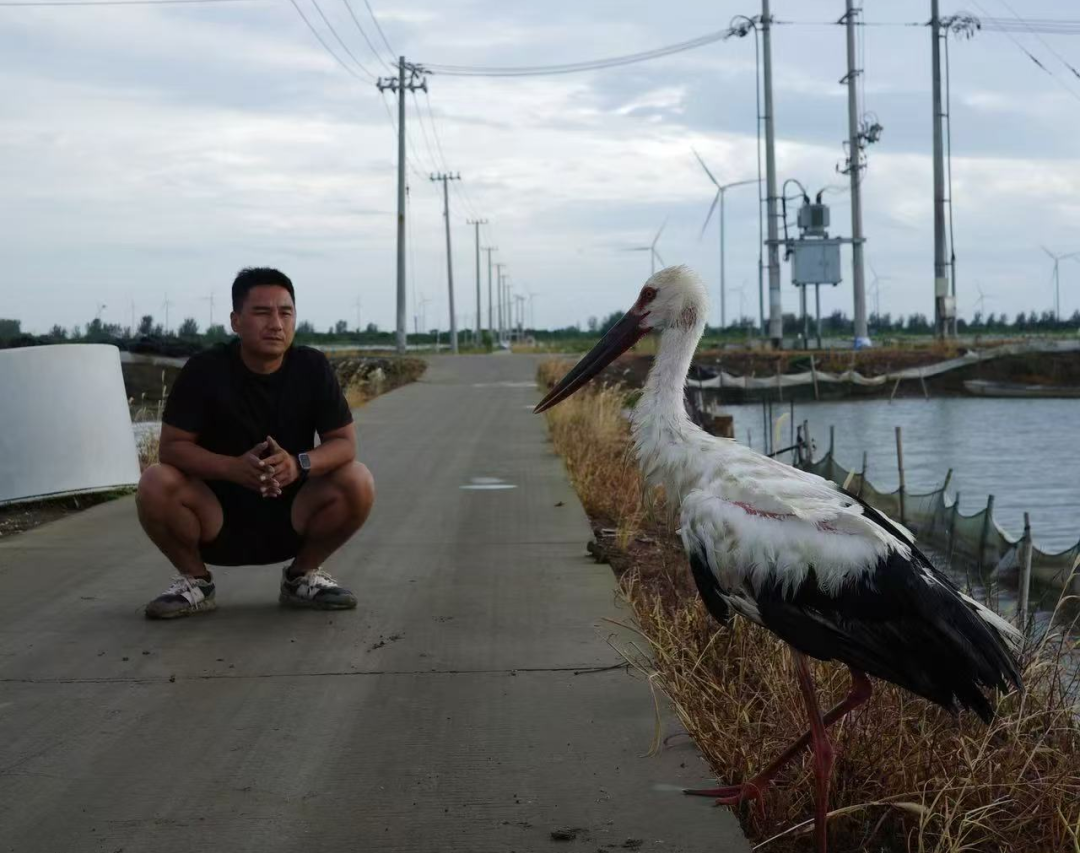 Oriental storks China