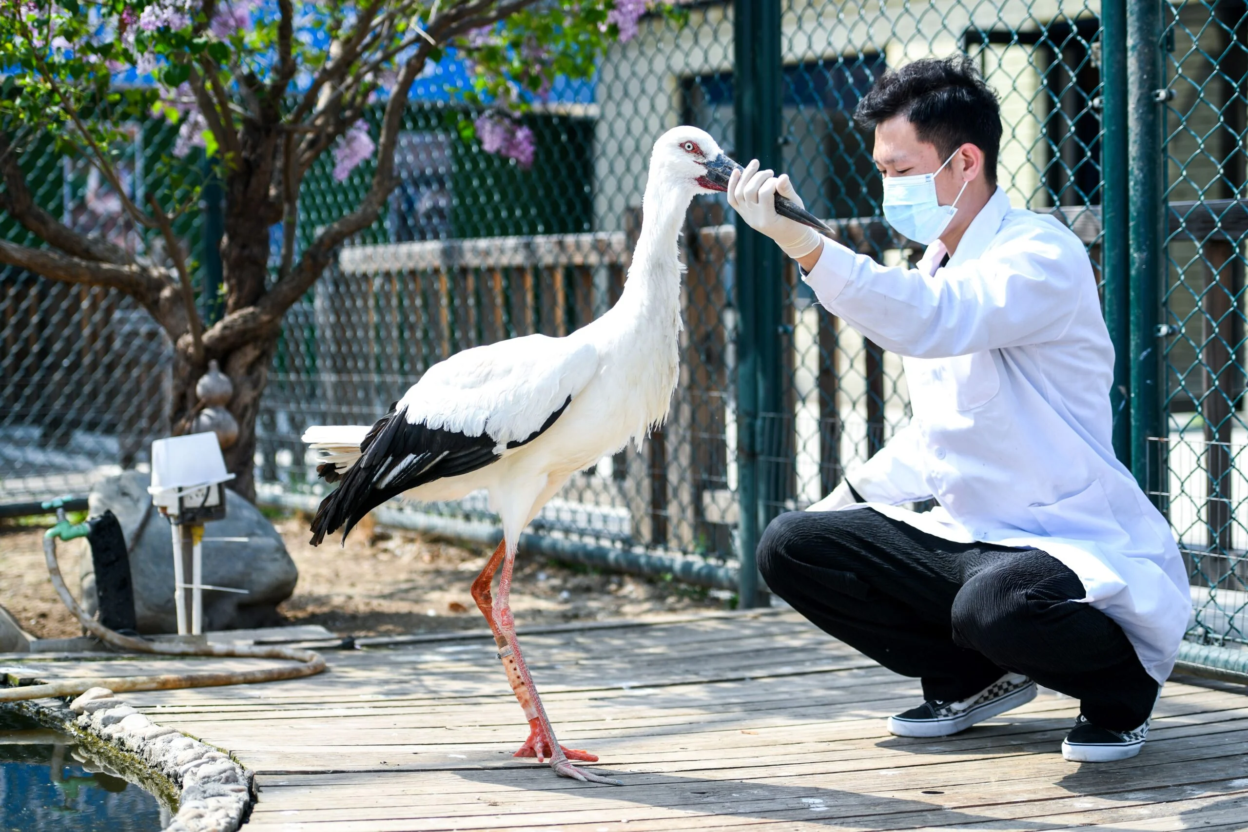 injured wildlife in China