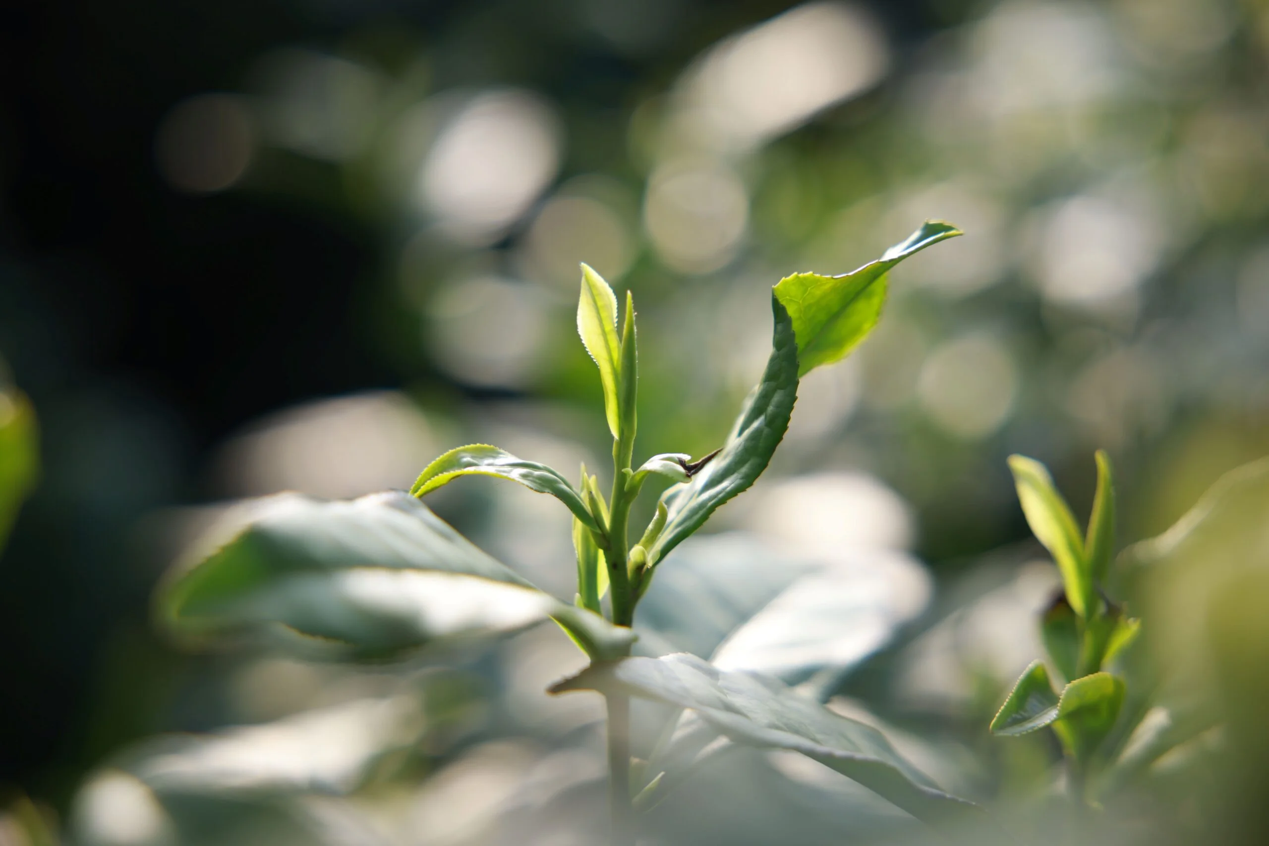 China tea industry technology