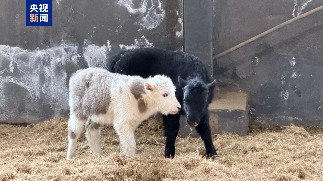 china clones yak