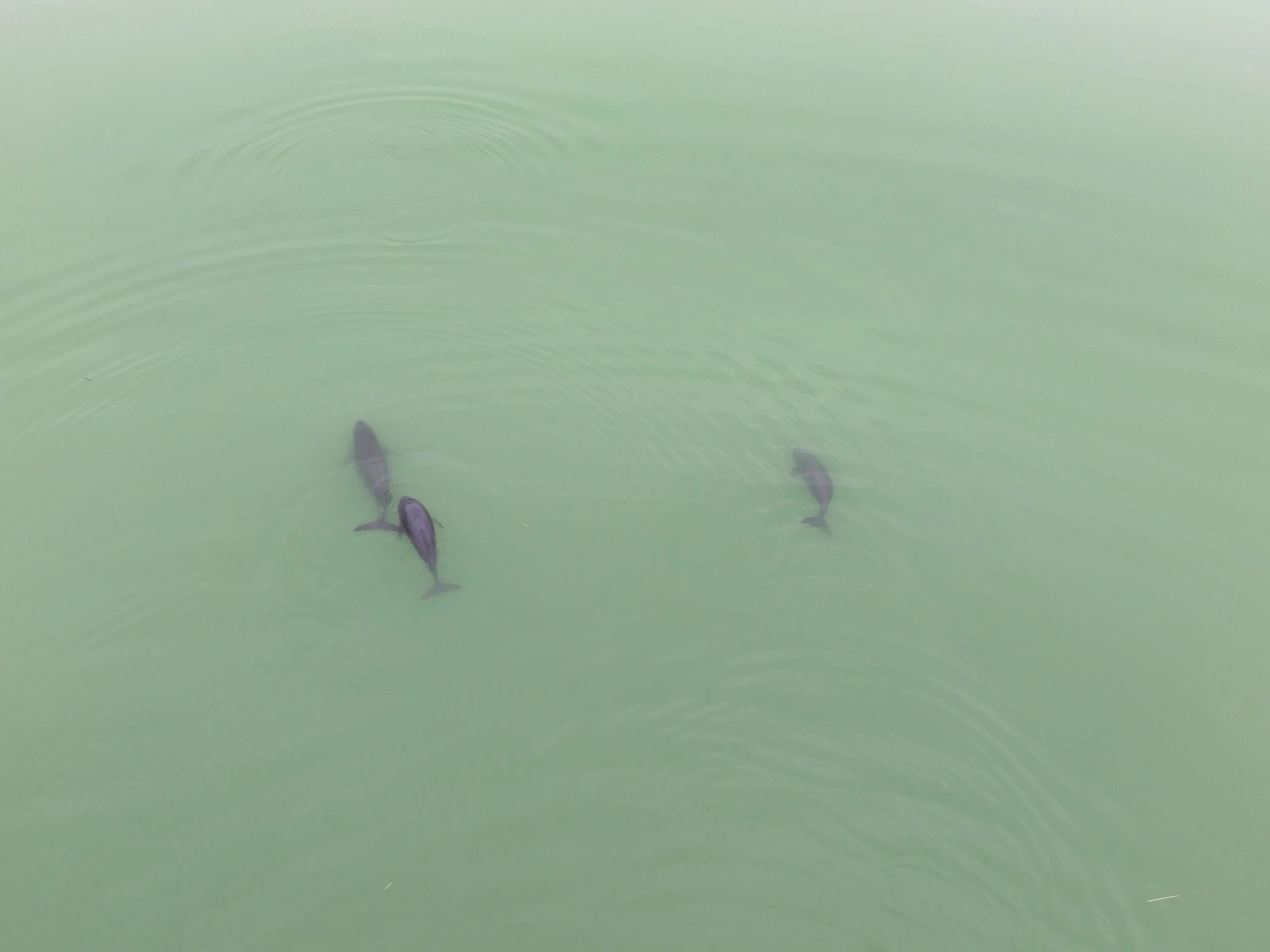 Yangtze finless porpoise