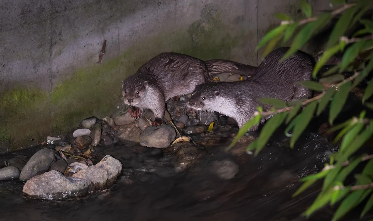 Eurasian otters Chengdu