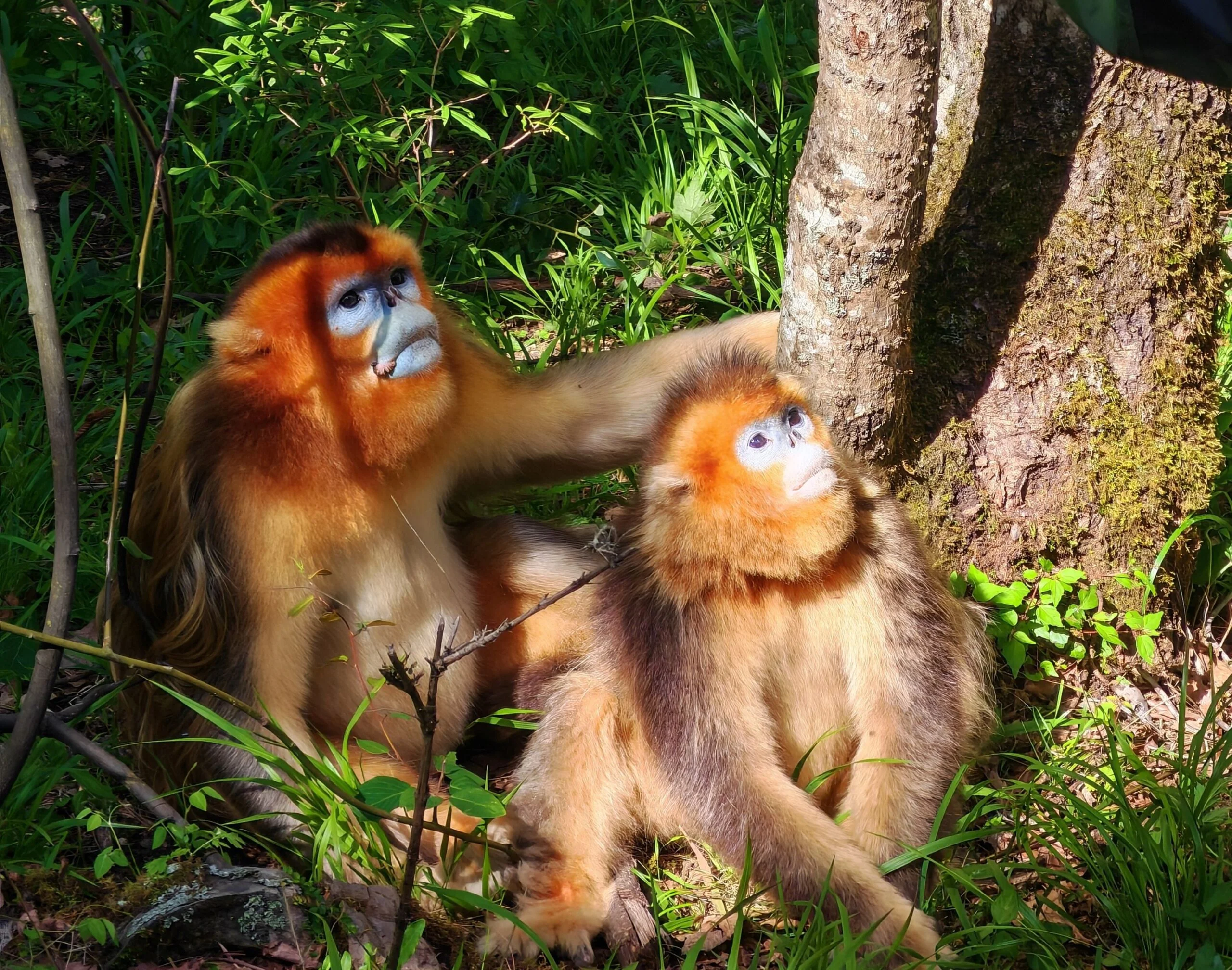 golden snub-nosed monkeys
